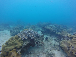 Naklejka na ściany i meble seychelles coral reefs