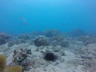 Naklejka na ściany i meble seychelles coral reefs