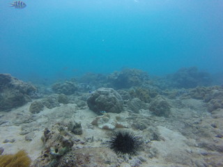 seychelles coral reefs