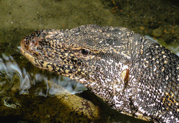 Varan cooling in the water on a hot sunny day