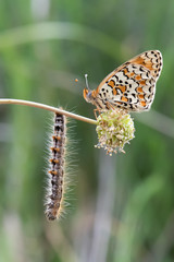 butterfly on a flower