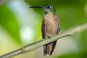 Fawn-breasted Brilliant Hummingbird (Heliodoxa rubinoides), Tandayapa Area, Ecuador