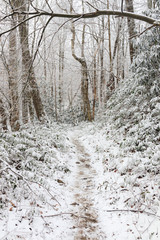 Hiking trail in winter forest