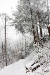 Hiking trail in winter forest