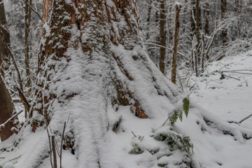 Hiking trail and tree roots in winter forest