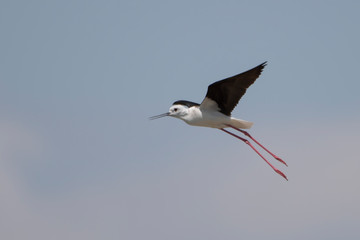 seagull in flight