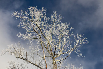 Snowy treetops against blue sky background