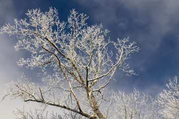Snowy treetops against blue sky background