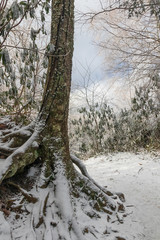 Hiking trail in winter forest