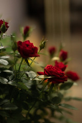 Red Roses