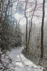 Hiking trail in winter forest