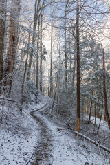 Fototapeta premium Hiking trail in winter forest