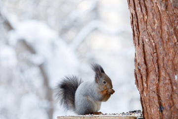 Obraz premium Gray squirrel hanging on tree in winter park
