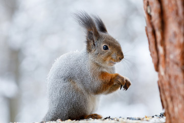 Naklejka na ściany i meble Gray squirrel hanging on tree in winter park