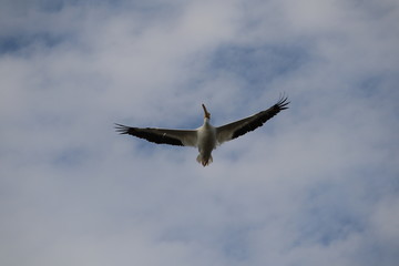 white pelican