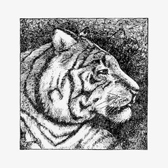 Tiger head in profile