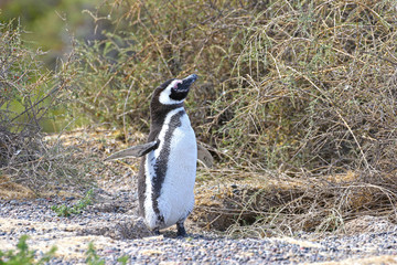 Magellanic Penguin at PuntaTombo Reserve, Argentina. One of the largest Penguin Colony in the world, Patagonia