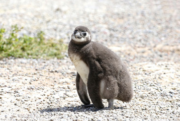 Magellanic Penguin Chicks at Punta Tombo, Argentina. One of the largest Colony in the world, Patagonia.