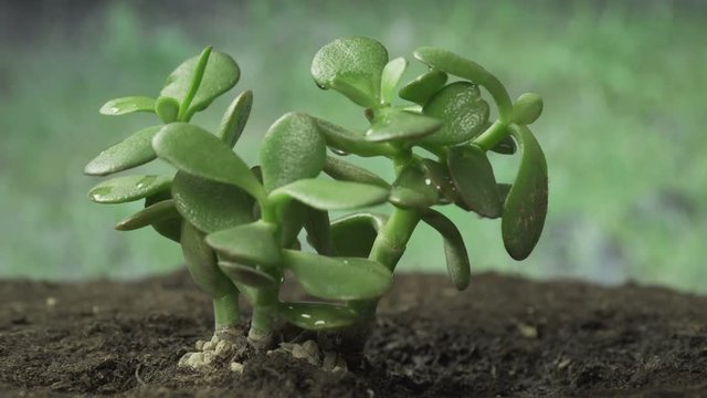 Small Succulent close up 4k
