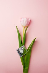 One pink tulip and condom on the pink background. Flat lay, top view. Valentines, springtime background, minimal concept