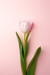 One pink tulip on the pink background. Flat lay, top view. Valentines, springtime, mother day background, minimal concept