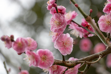 Fototapeta na wymiar Red plum blossoms, Narita city, Chiba Prefecture, Japan