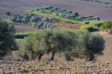 Olive groves in the countryside of southern Italy.