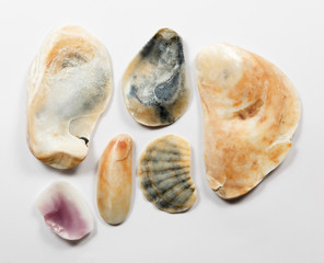Set of sea conch mollusc.