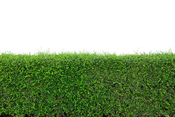 green tree bush or hedge or Green Leaves Wall ,fence isolated on white background
