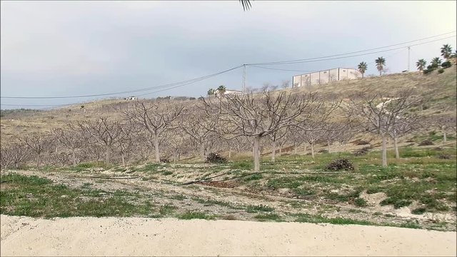 Rows of leafless fig trees on hill in Andalusian plantation