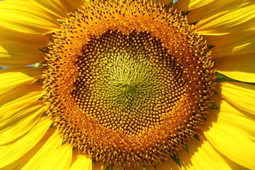 beautiful sunflower blossom blooming in nature