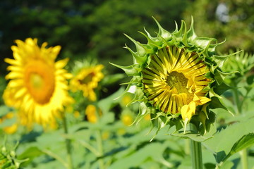 beautiful sunflower bud in nature