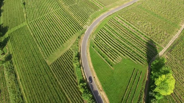 Aerial view flying over vineyards in the countryside following an old car driving on windy back road. Wide shot in 4k.