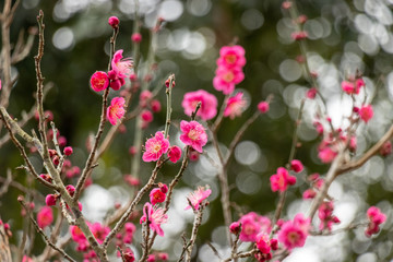 Red plum blossoms, Narita city, Chiba Prefecture, Japan