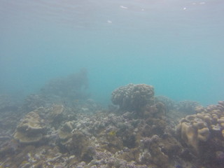 Naklejka na ściany i meble seychelles underwater