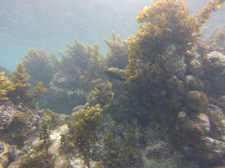 Naklejka na ściany i meble seychelles underwater