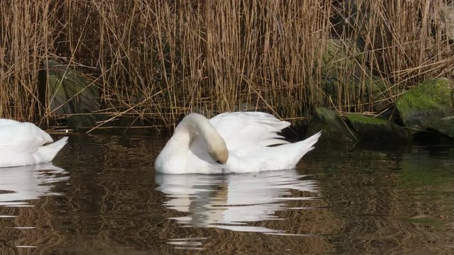 4K SLOW MOTION Of Swan Using It's Beak To Clean It's Feathers.