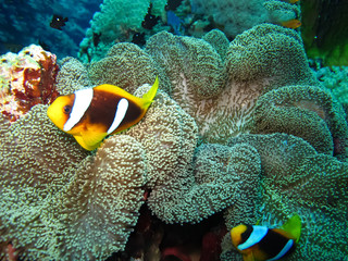 Underwater world in deep water in coral reef and plants flowers flora in blue world marine...