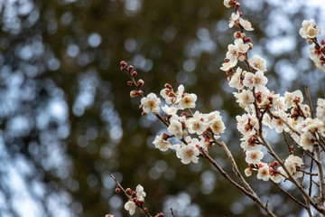 White plum blossoms, Narita city, Chiba Prefecture, Japan