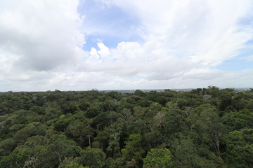 Fototapeta na wymiar Florest Amazonic Brazil