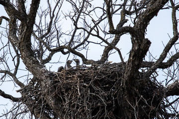March 10, 2019: Llano County Eagles: