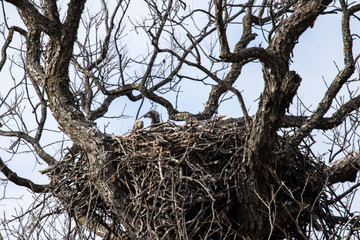 March 10, 2019: Llano County Eagles: