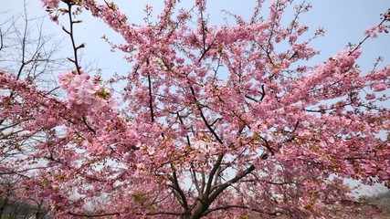 Flowers in spring series: Blossoms of Cherry flowers in small clusters on a cherry tree branch in breeze, wide view, 4K movie, slow motion.
