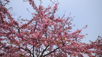 Flowers in spring series: Blossoms of Cherry flowers in small clusters on a cherry tree branch in breeze, wide view, 4K movie, slow motion.