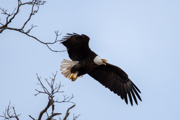 March 10, 2019: Llano County Eagles: