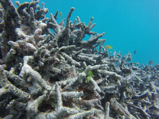 Naklejka na ściany i meble seychelles coral