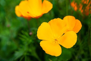 lake Elsinore super bloom