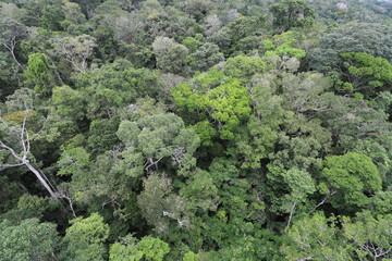Florest Amazonic Brazil