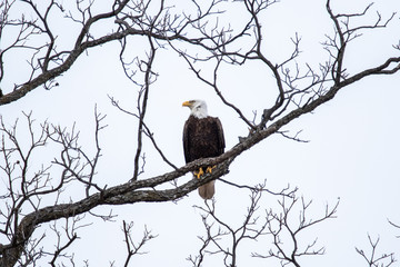 March 10, 2019: Llano County Eagles:
