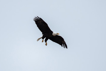 March 10, 2019: Llano County Eagles: